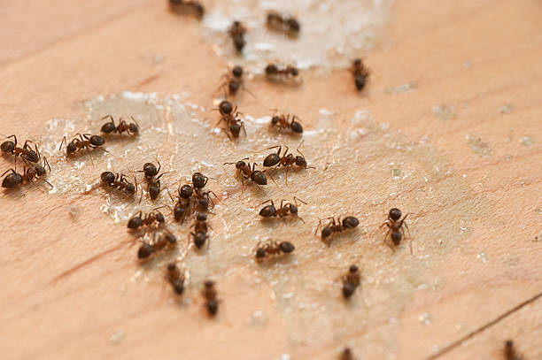 Best Wasp Removal Services  in New Fairview, TX