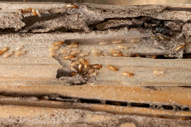 Best Pest Control Near Me  in New Fairview, TX