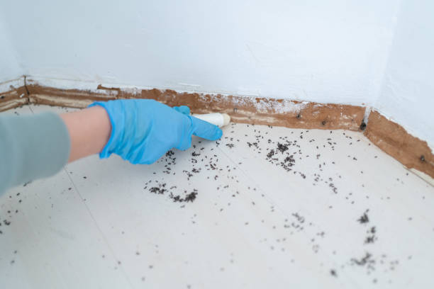 Best Wildlife Control Services  in New Fairview, TX
